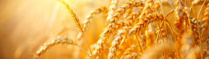 Fluctuations cours du blé